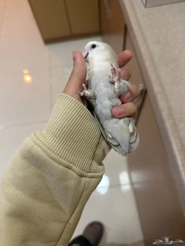 زوج روز 4