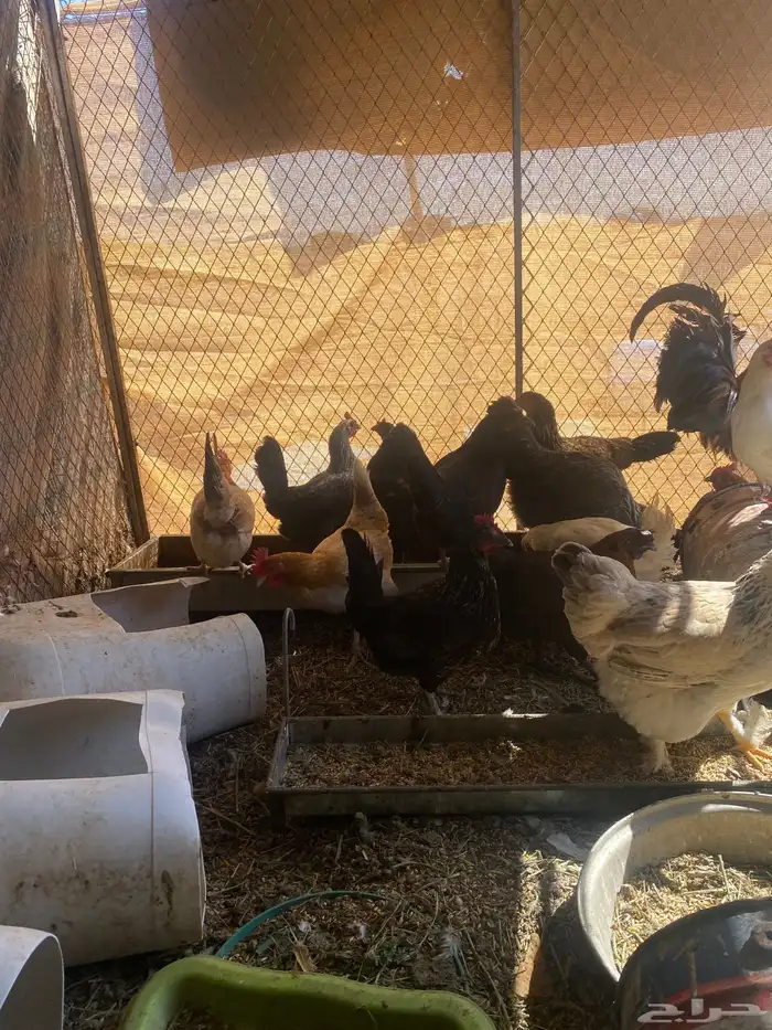 تم البيع 1