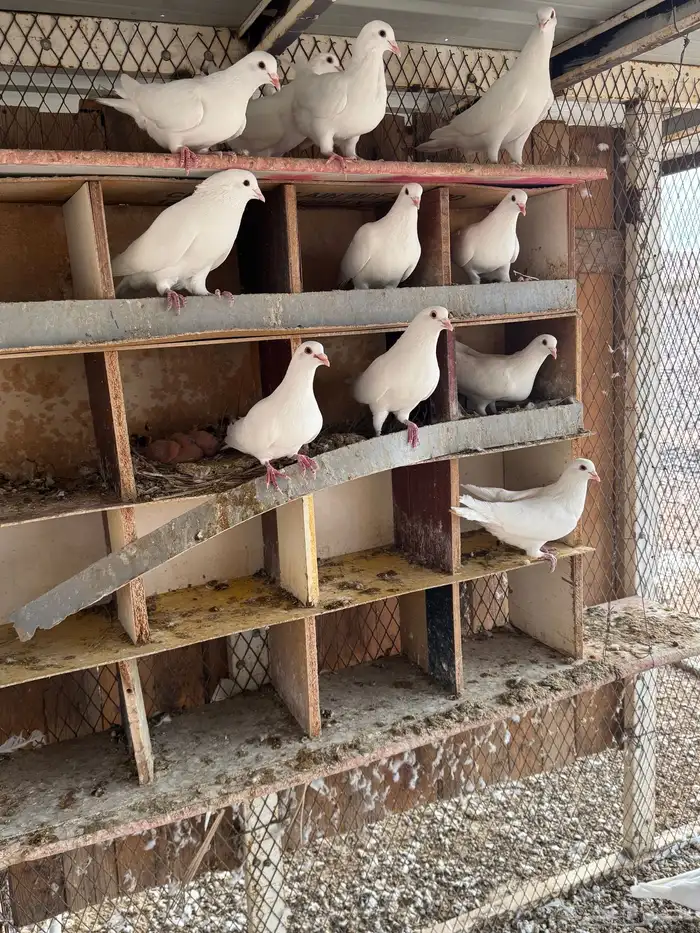 حمام فرنسي سوبر جامبو 1