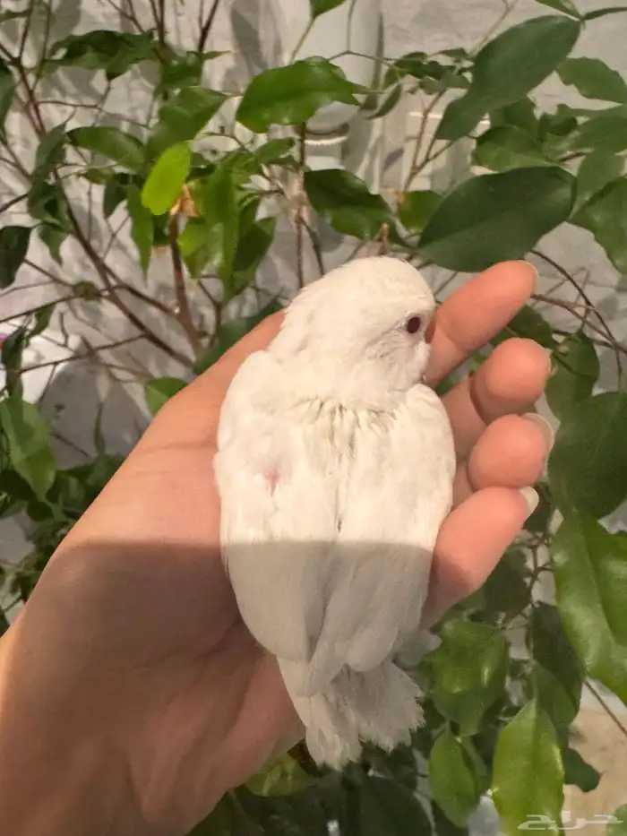 فرخين روز البينو تم البيع 7