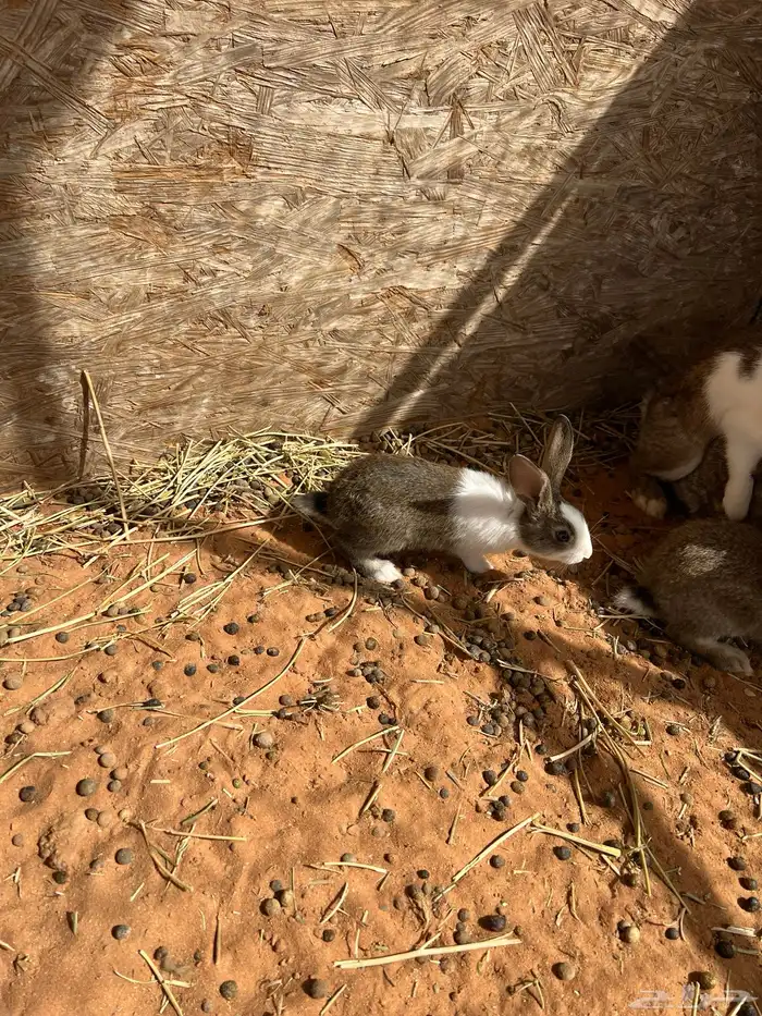 ارانب بلديه 5