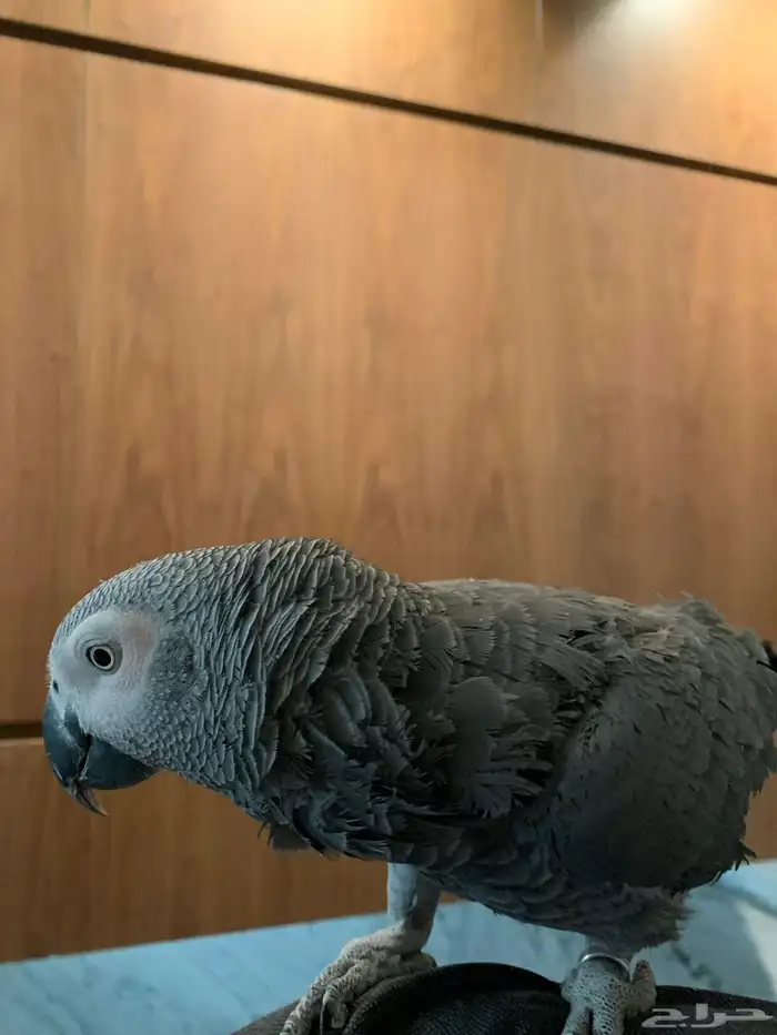 طير كاسكو اليف 0