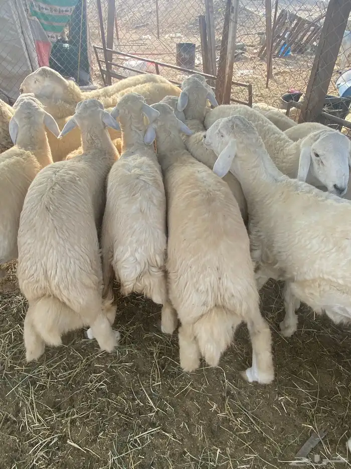 ذبايح طليان حري يتوفر ذبح وتوصيل ذبائح تجمل 1