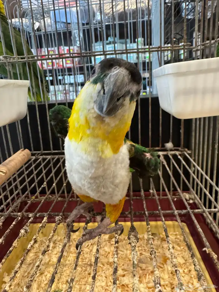 أثنى بلاك هيد كايك جاهزه للانتاج 1