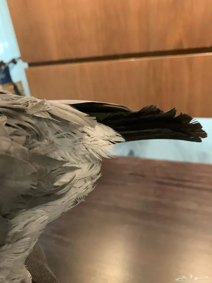 طير كاسكو اليف 1