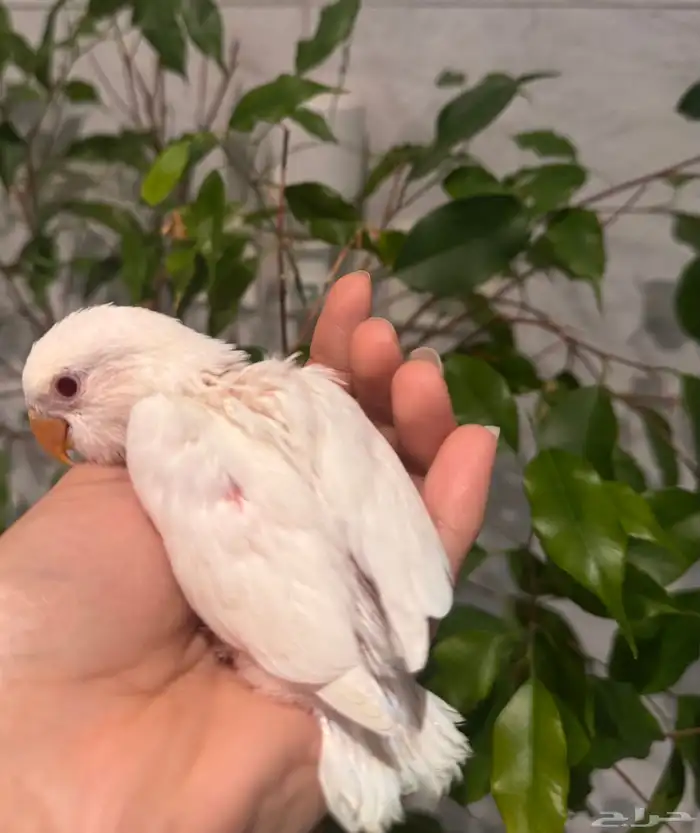 فرخين روز البينو تم البيع 6