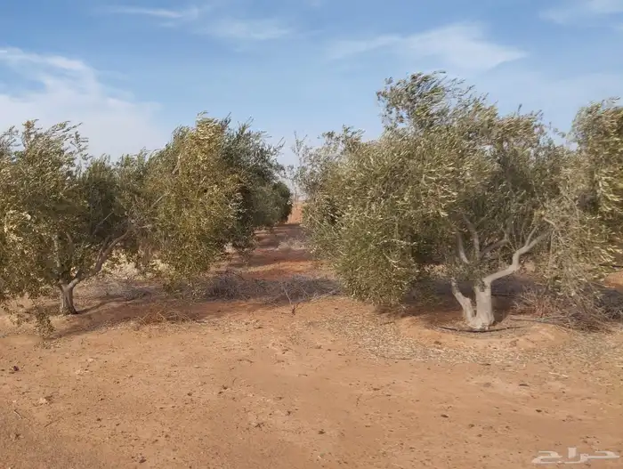 اشجار زيتون 3
