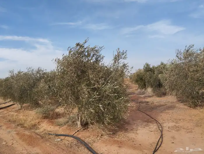 اشجار زيتون 6