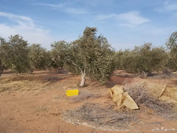 اشجار زيتون 4