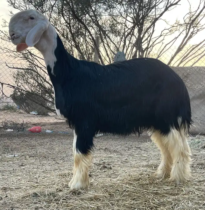طليان نجد مشاريع فحول صنف لأهل الصنف 1