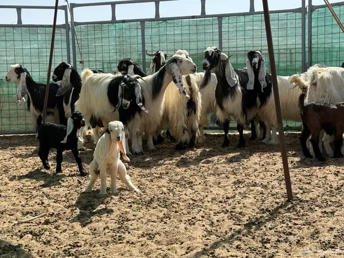معزاء ربدا طيب جدا 2