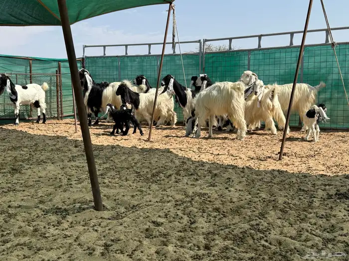 معزاء ربدا طيب جدا 1