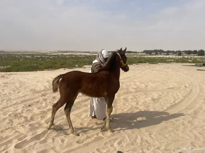 مهره شعبيه الحد 4000 6