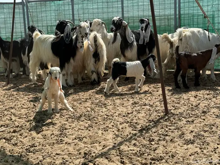 معزاء ربدا طيب جدا 3