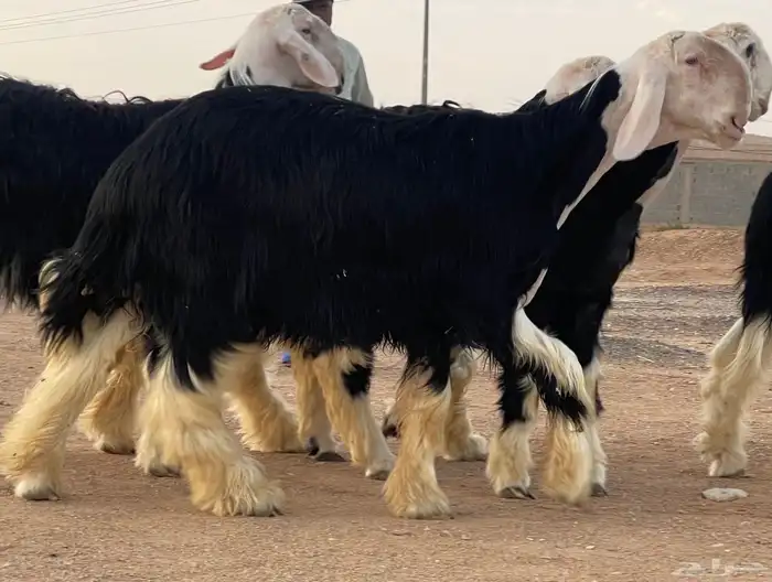 طليان نجد مشاريع فحول صنف لأهل الصنف 3