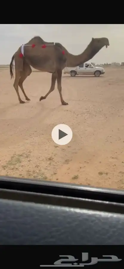 لقحات صفر كفووو 1