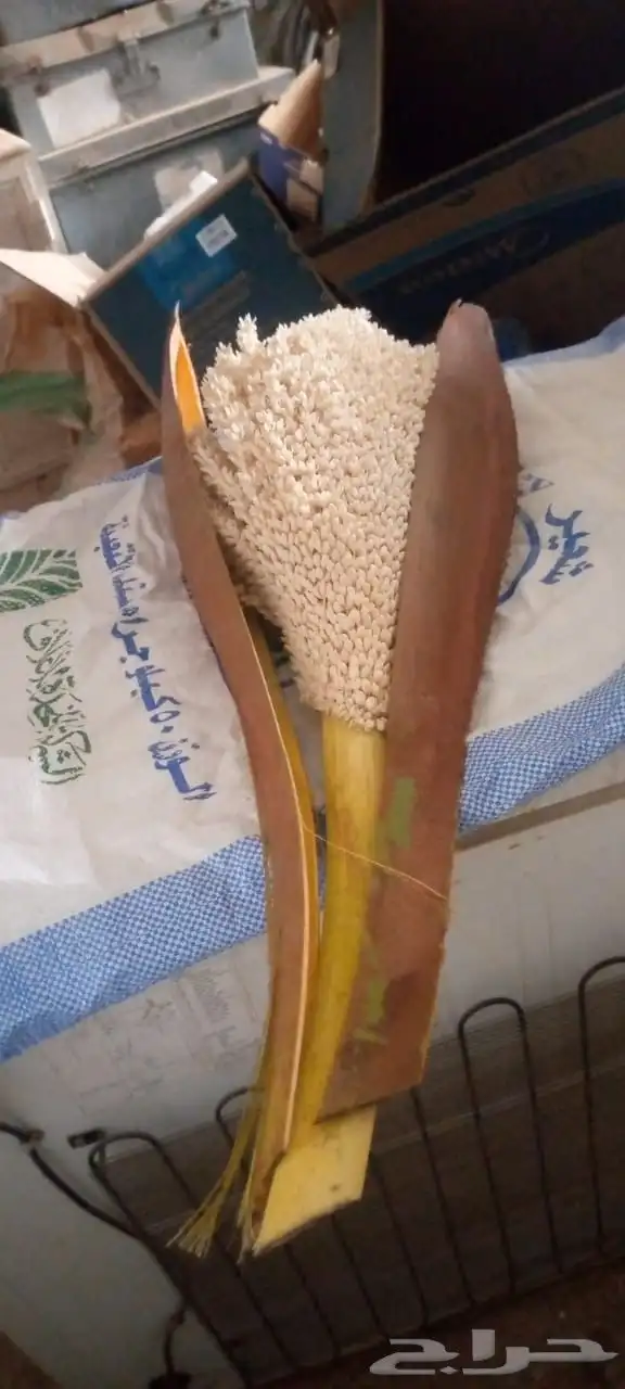 لقاح نخل للبيع 0