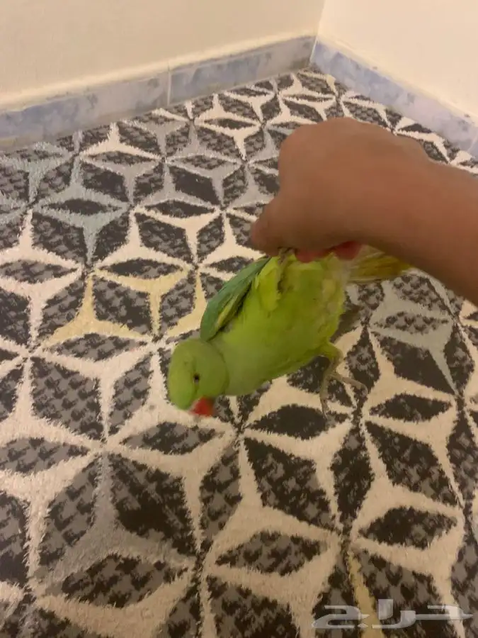 ببغاء دره ذكر تم البيع 2