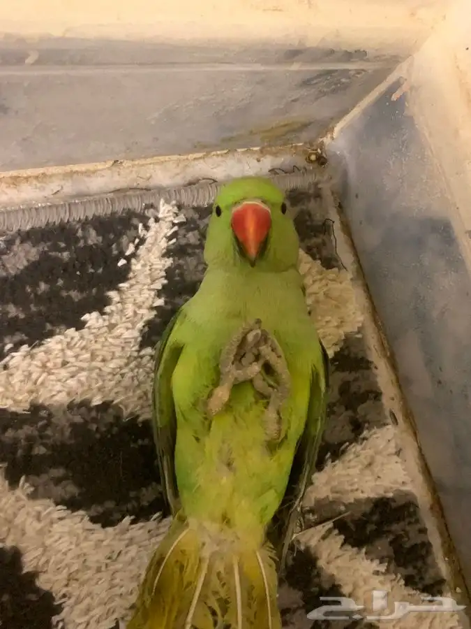 ببغاء دره ذكر تم البيع 0