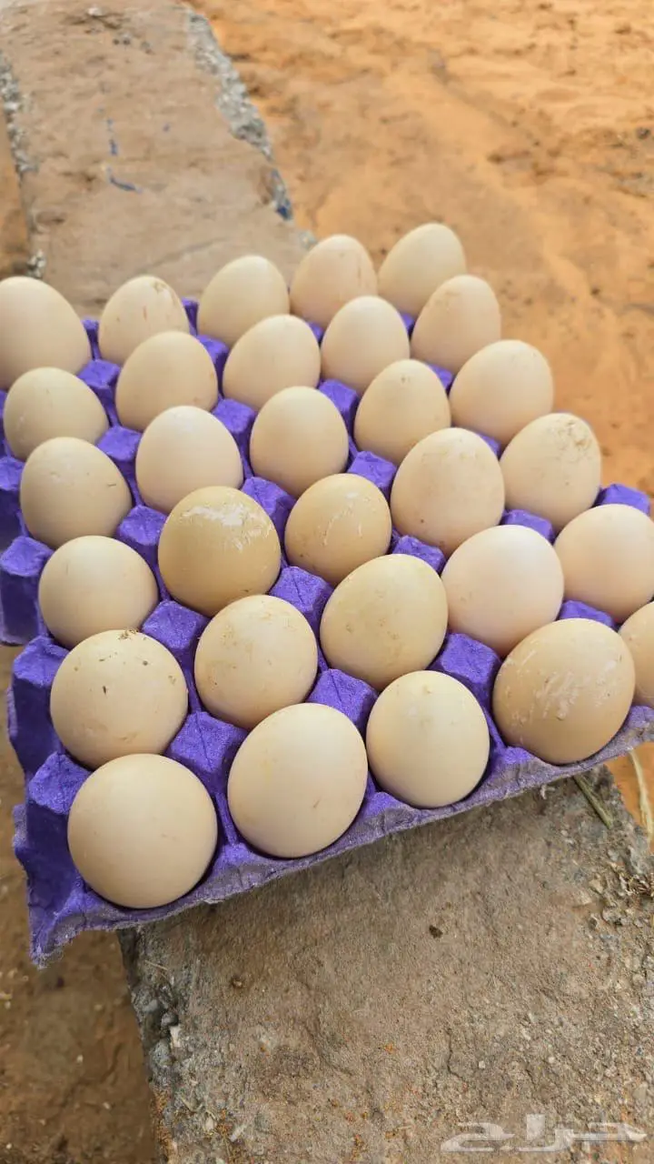 بيض بط بح مسكوفي مخصب بنسبه عاليه90 0