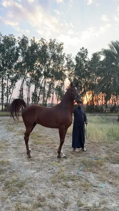 مهره واهو 4