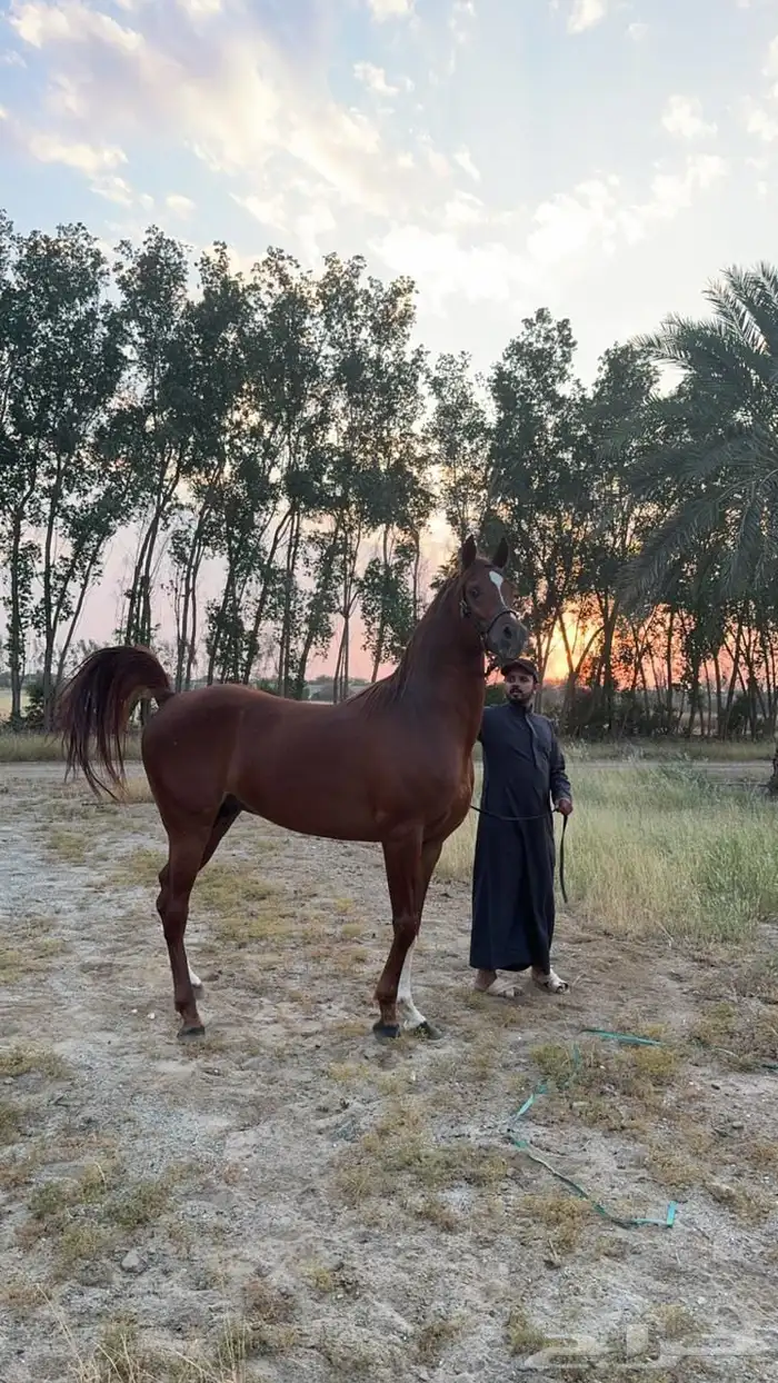 مهره واهو 4