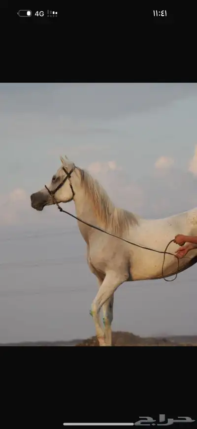 مهره واهو 5