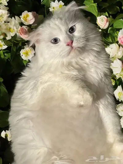 قط لتزواج عمره سنتين 1
