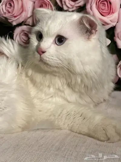 قط لتزواج عمره سنتين 2