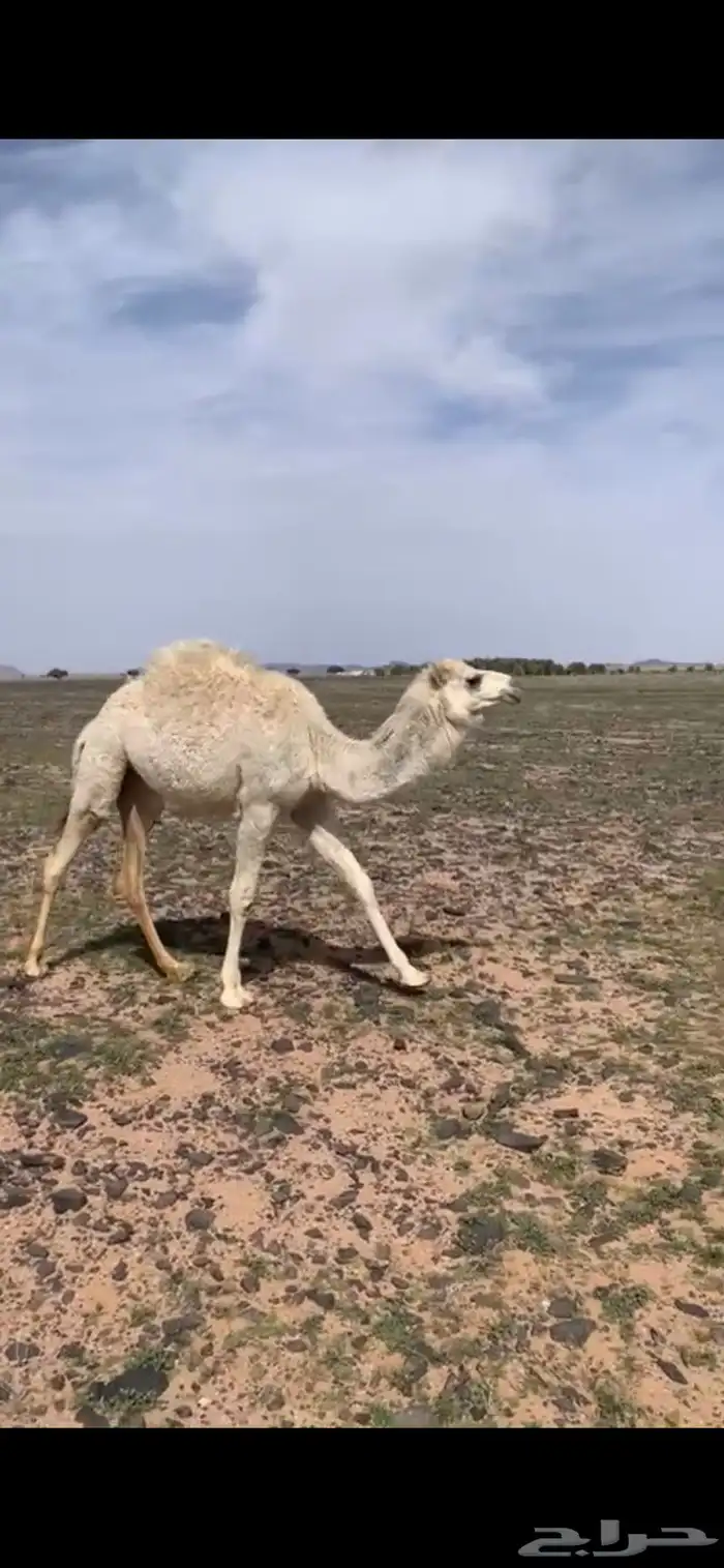 حشو البيع 0