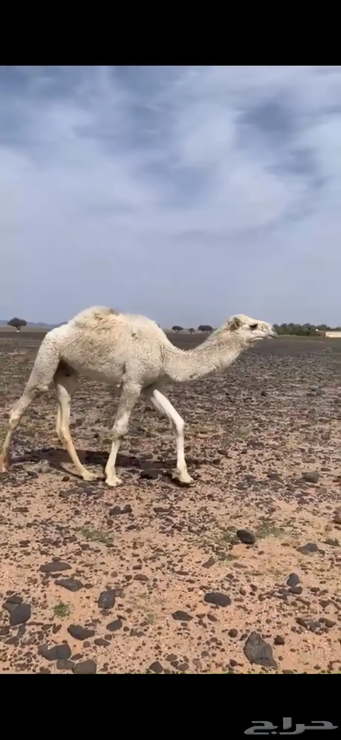 حشو البيع 7