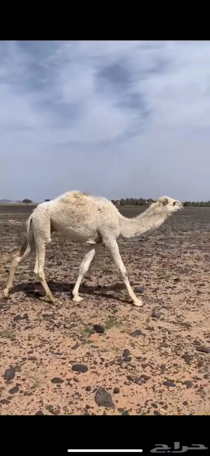 حشو البيع 4