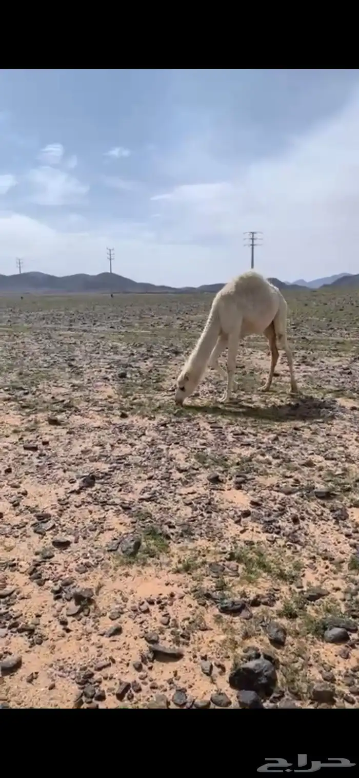 حشو البيع 3