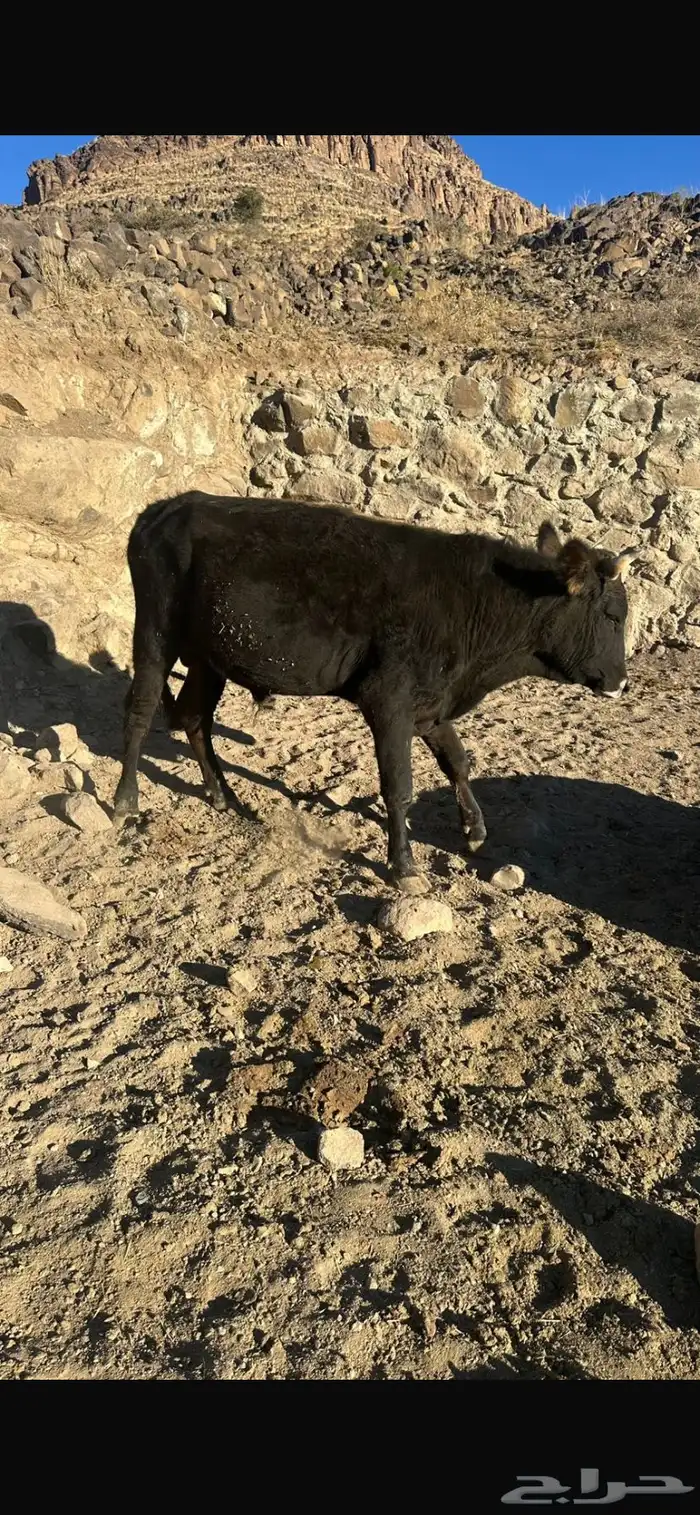 حسلان بقر 7