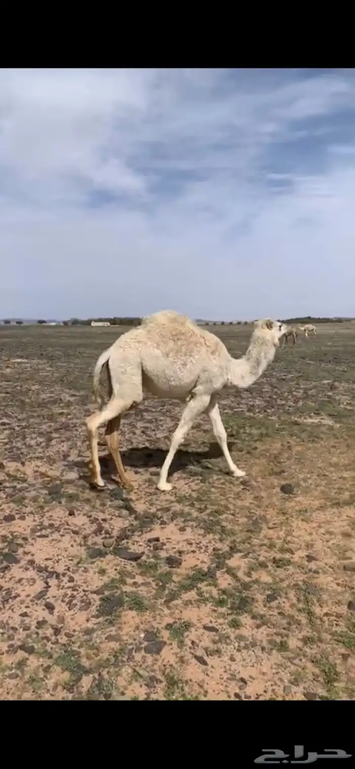 حشو البيع 1