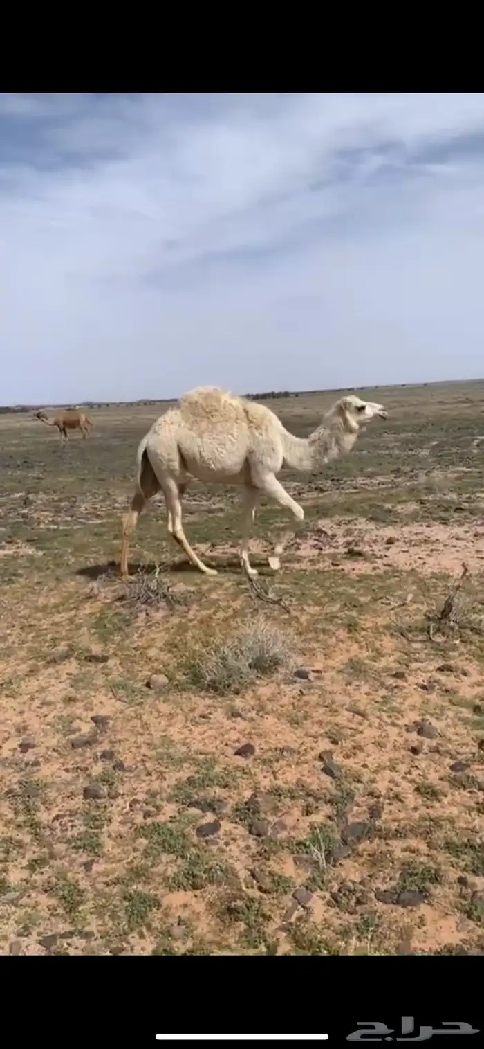 حشو البيع 2