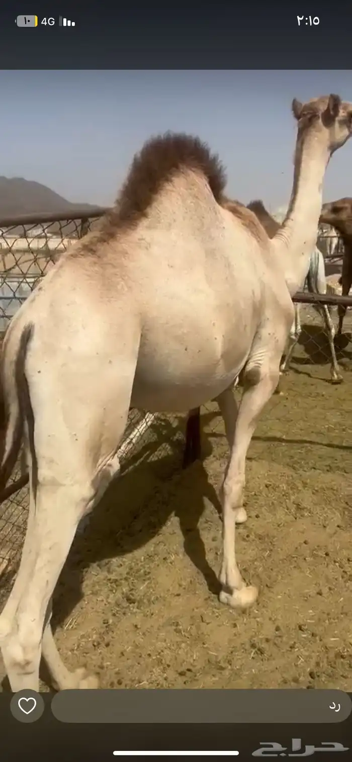 قعود مغلق 0
