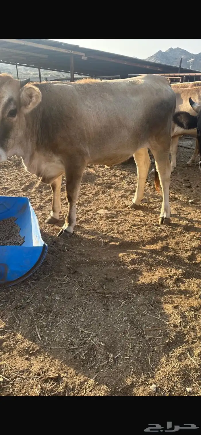 حسلان بقر 4