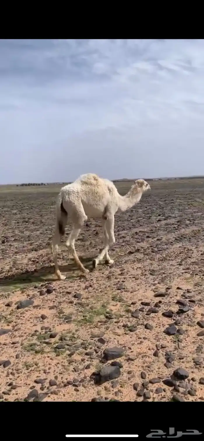 حشو البيع 6