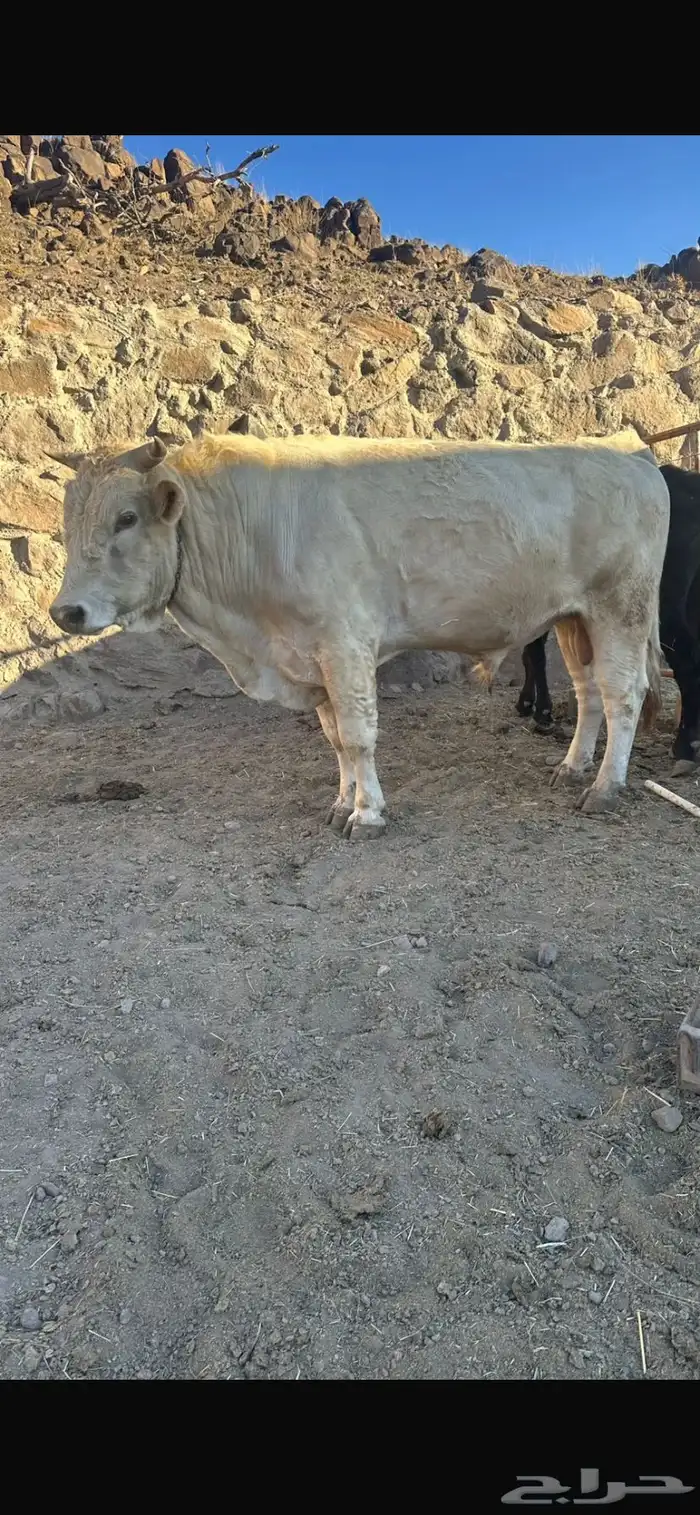 حسلان بقر 1