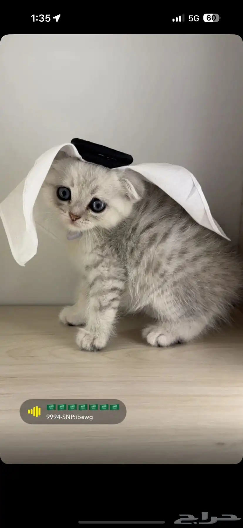 كيتن سكوتش ذكر 2