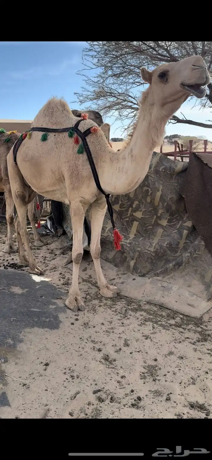 خلفه بكر ثنيه حليب وهداوه وزين وانتاج وم شالله 7