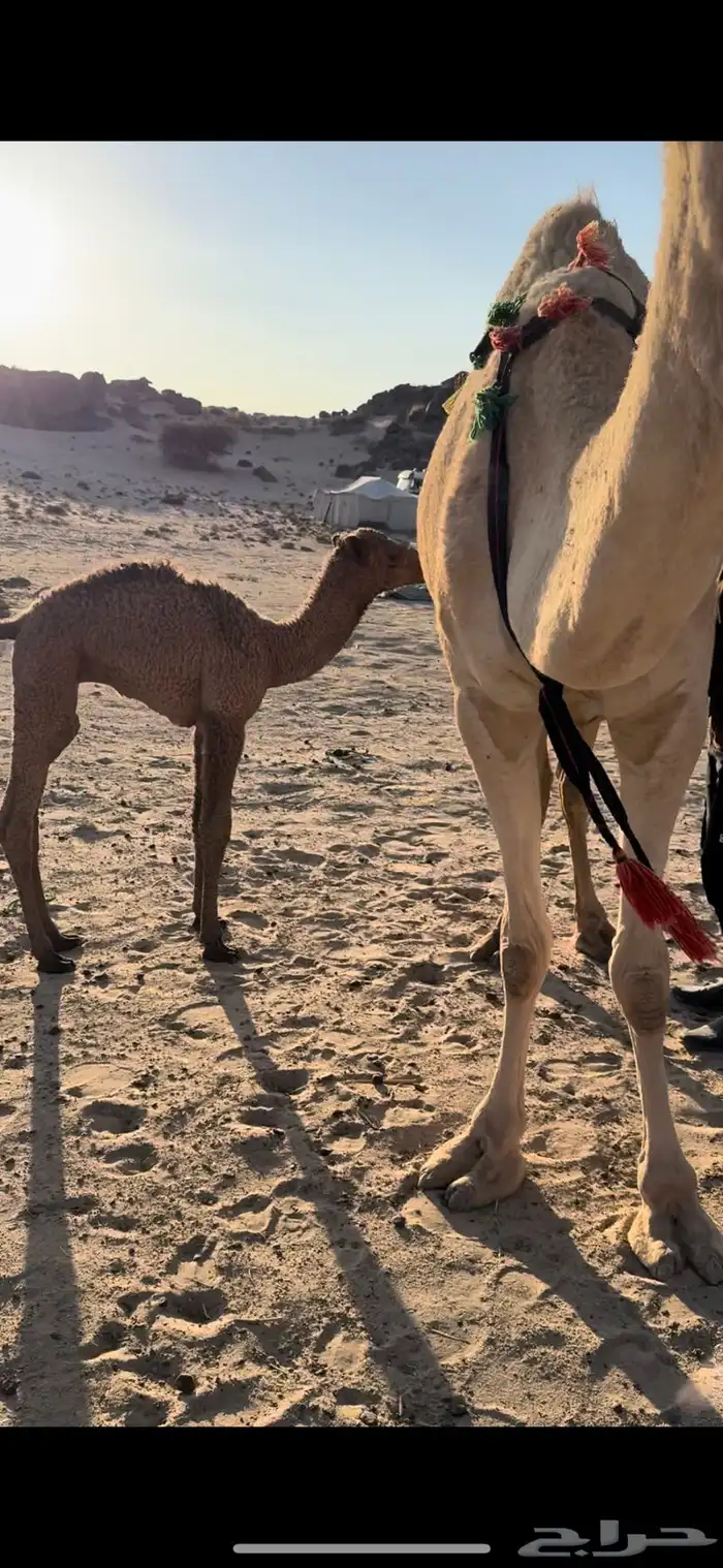 خلفه بكر ثنيه حليب وهداوه وزين وانتاج وم شالله 2