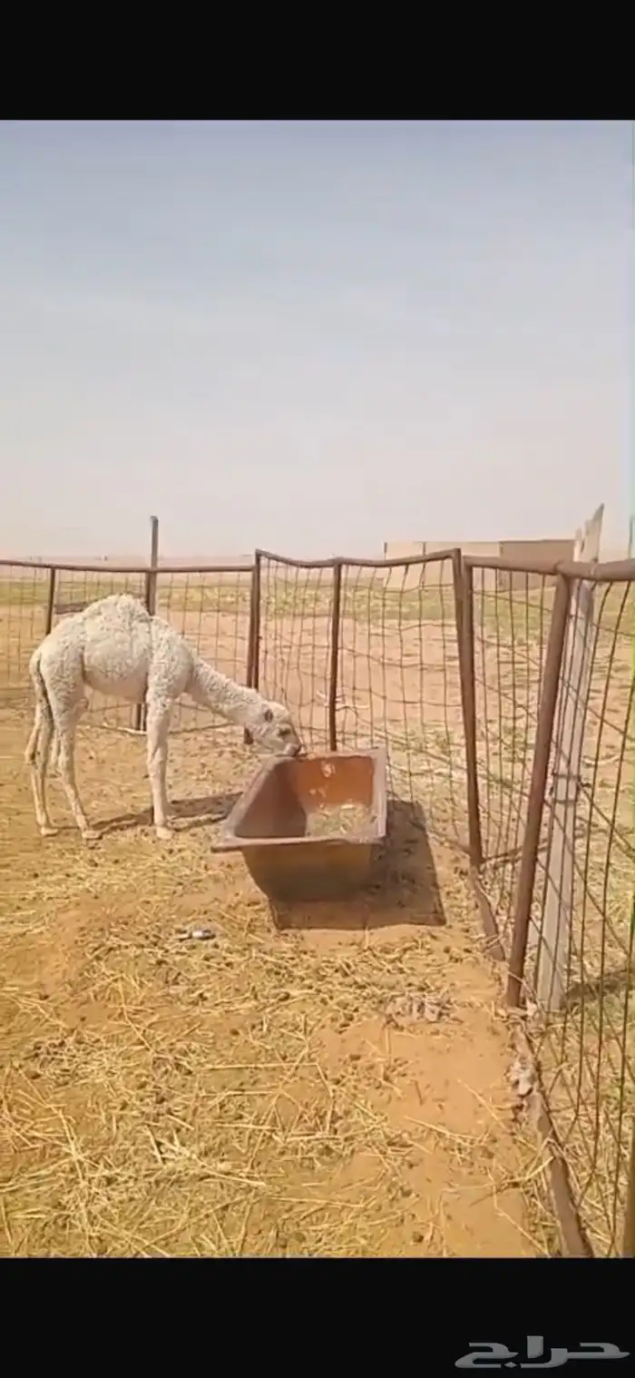 خلفه وضحاء تحتها قعود مراح طيب 5