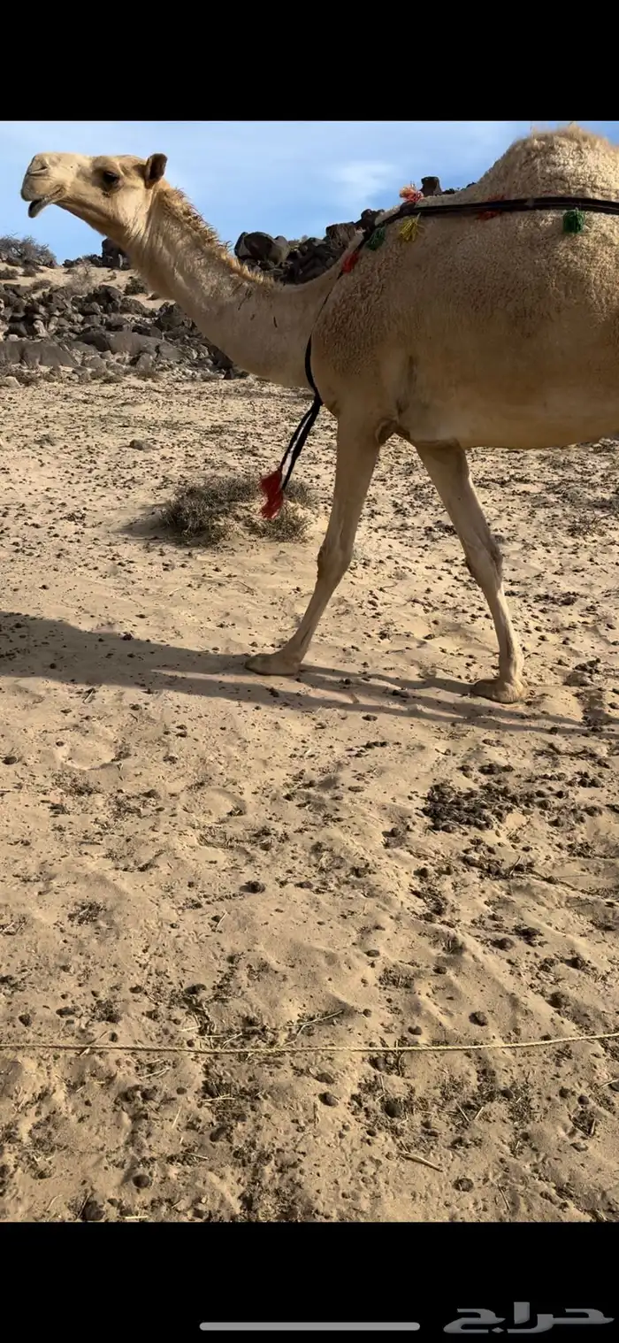 خلفه بكر ثنيه حليب وهداوه وزين وانتاج وم شالله 0