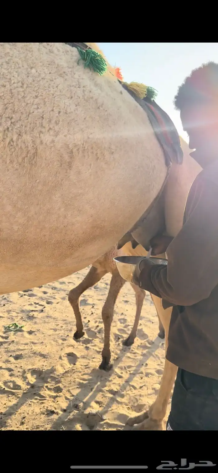خلفه بكر ثنيه حليب وهداوه وزين وانتاج وم شالله 4