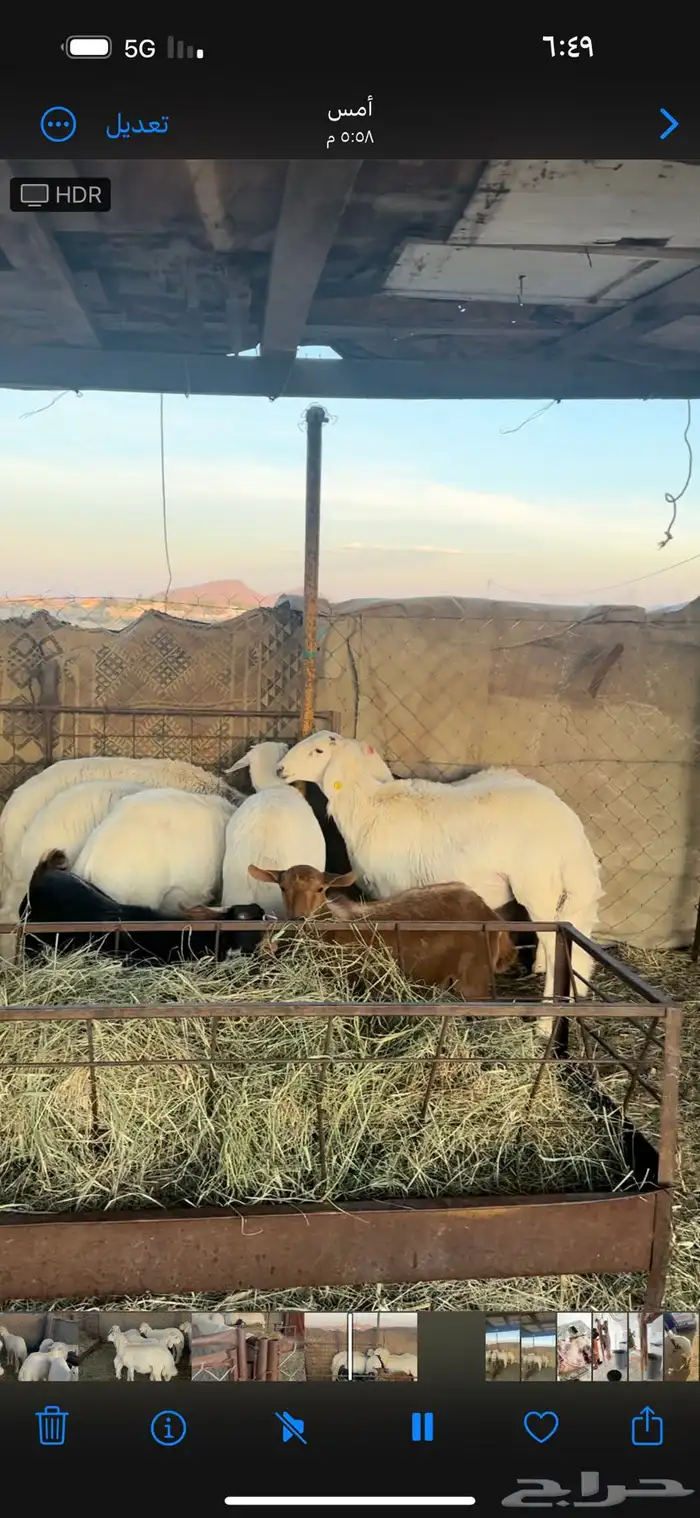 ذبايح ابو حزام خرفان وتيوس حلال كفو 7