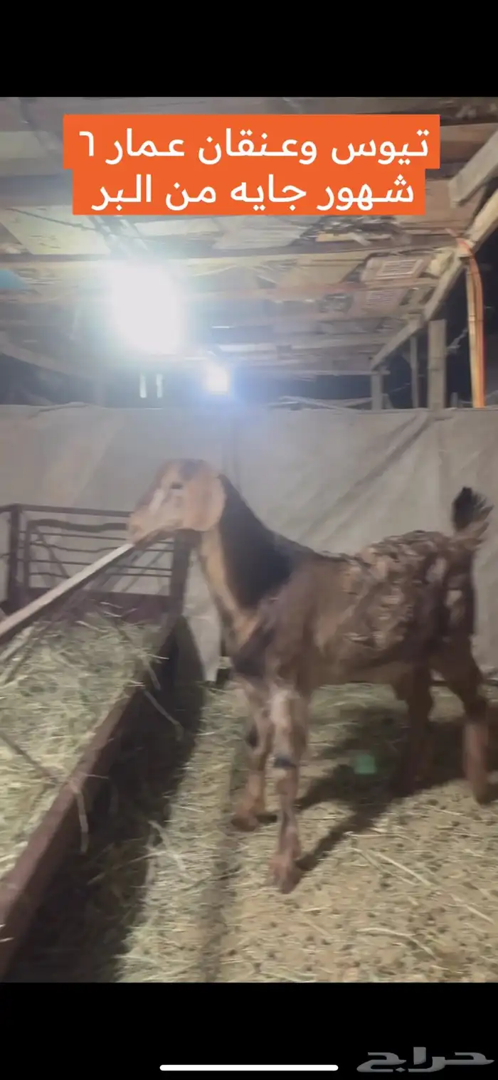ذبايح ابو حزام خرفان وتيوس حلال كفو 5
