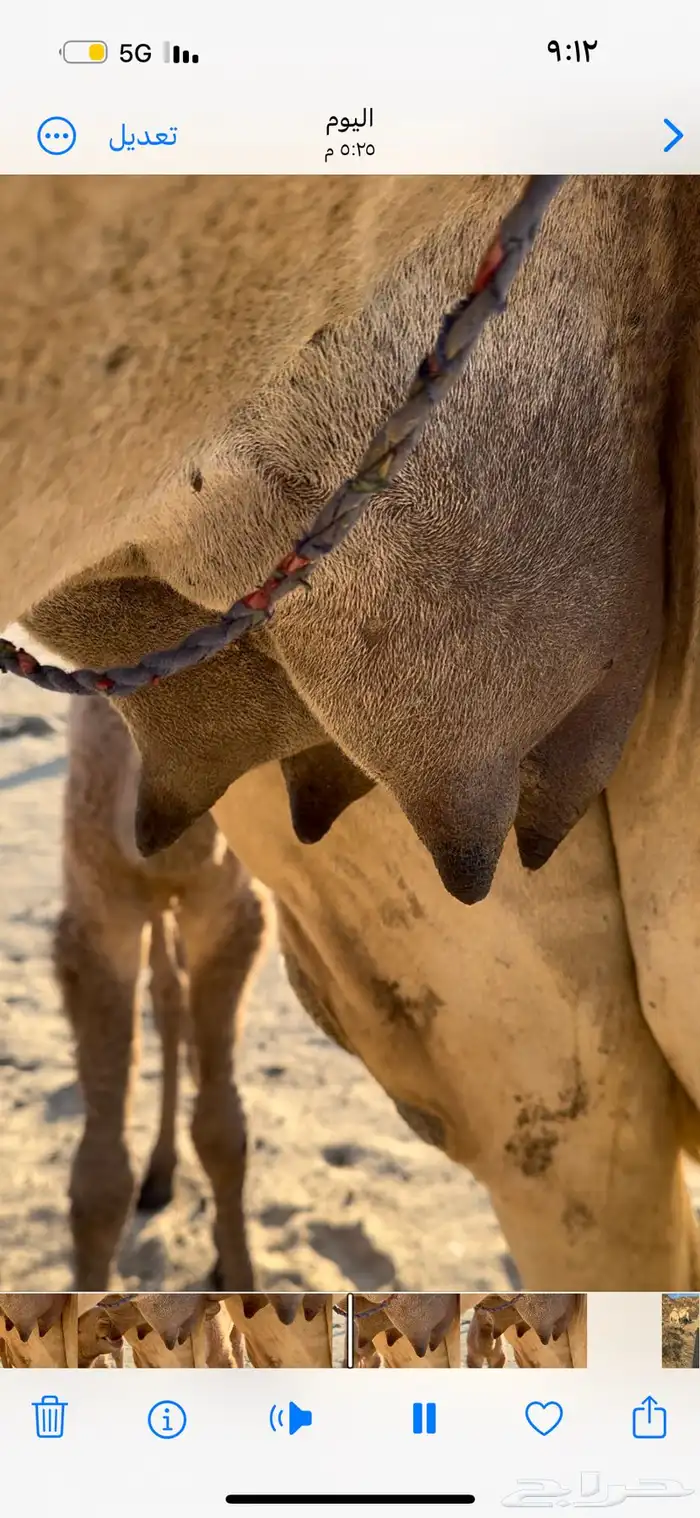 خلفه بكر ثنيه حليب وهداوه وزين وانتاج وم شالله 6