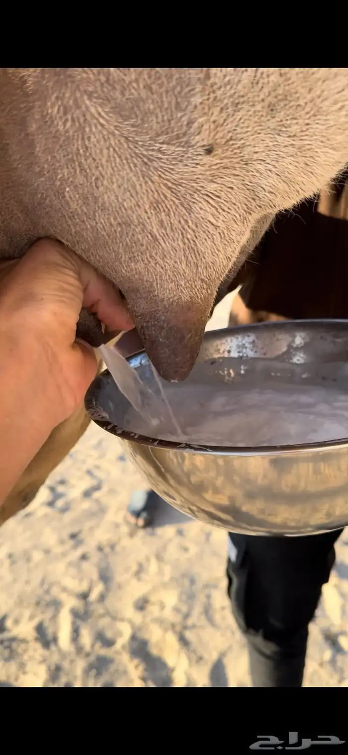 خلفه بكر ثنيه حليب وهداوه وزين وانتاج وم شالله 5
